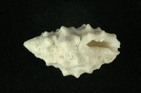 白結螺藏品圖，第3張